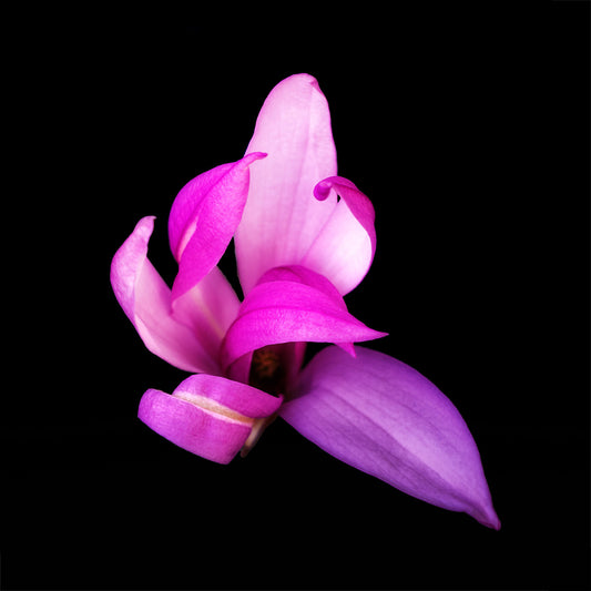 A close up image of a pink Magnolia flower